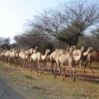 Ethiopia