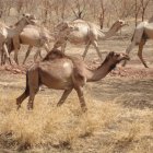 Sudan